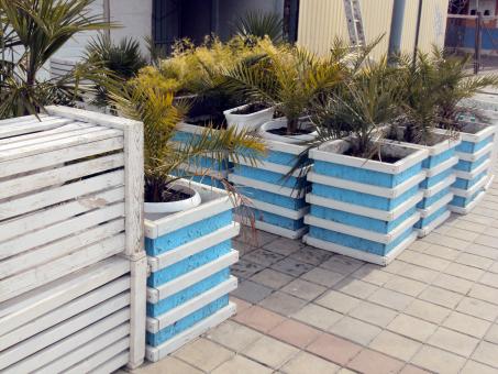 Free Stock Photo of Plants in Flower Pots