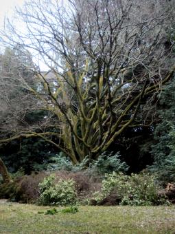 Free Stock Photo of Unusual tree growing in a park