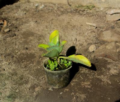 Free Stock Photo of Gardening - Pot Plant