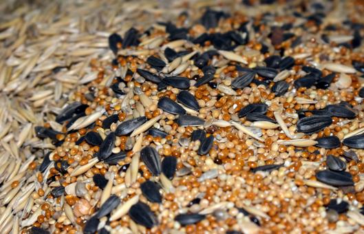 Free Stock Photo of Mix of seeds