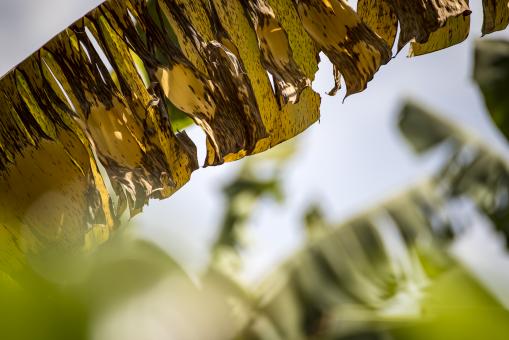Free Stock Photo of Tropical palm leafs