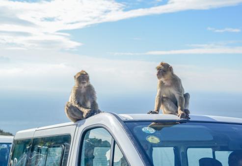 Free Stock Photo of Monkeys on tourist van in Gibraltar