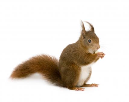 Free Stock Photo of Squirrel on White Background