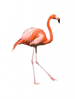Free Stock Photo of Pink Flamingo