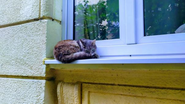 Free Stock Photo of Sleeping Cat