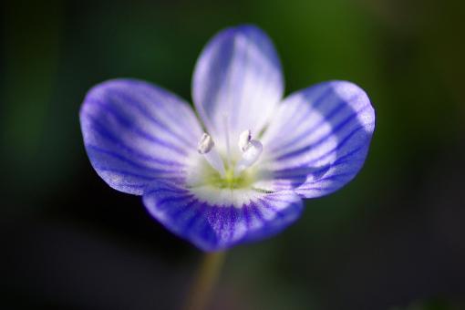 Free Stock Photo of Blue Veronica