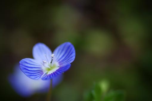 Free Stock Photo of Veronica Flower
