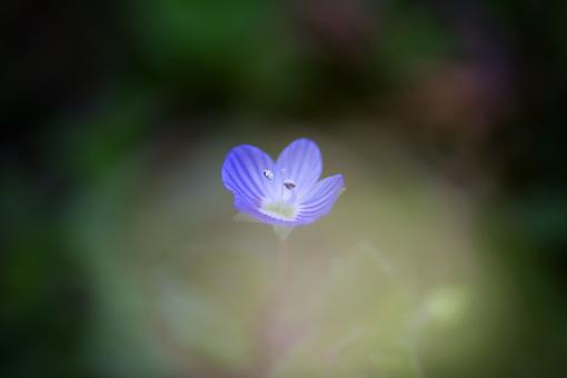 Free Stock Photo of Blue Veronica Bokeh