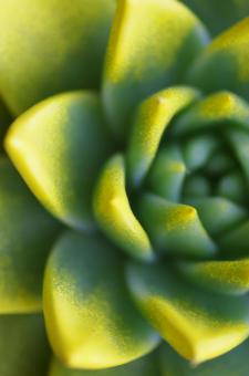 Free Stock Photo of Fat Yellow Plant