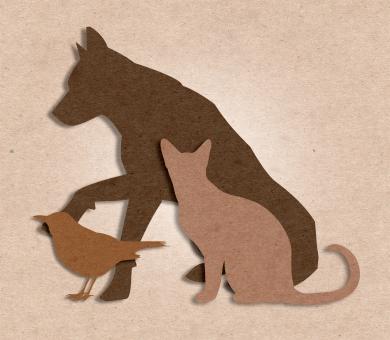Free Stock Photo of Pets - Companion Animals - Dog - Cat - Bird