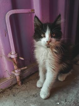 Free Stock Photo of Sweet and Dirty Cat