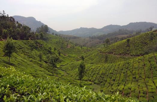 Free Stock Photo of Valley of Tea Plantation