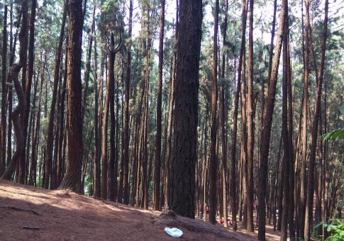 Free Stock Photo of Inside Pine Forest