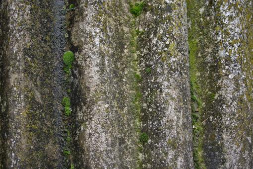 Free Stock Photo of Moss sun on a tile