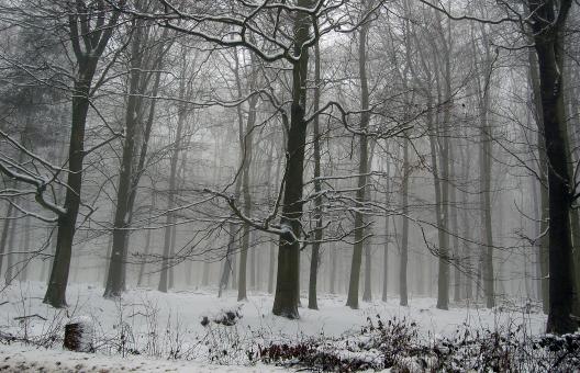 Free Stock Photo of Forest Snow