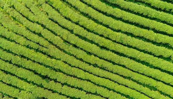 Free Stock Photo of Vegetation - Aerial View - Background