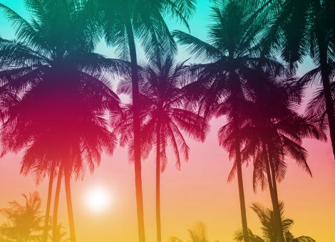 Free Stock Photo of Colorful Palm Trees - Tropical Sunset