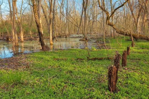Free Stock Photo of Stump Line Marsh