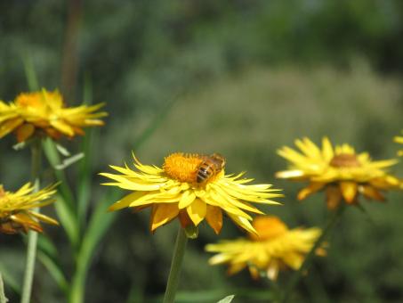 Free Stock Photo of Honeybee on Yellow Flower
