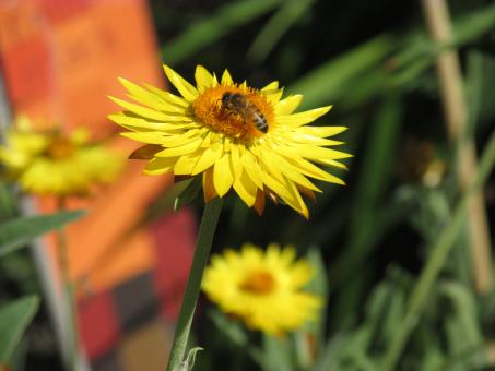 Free Stock Photo of Honey Bee and Yellow Flower