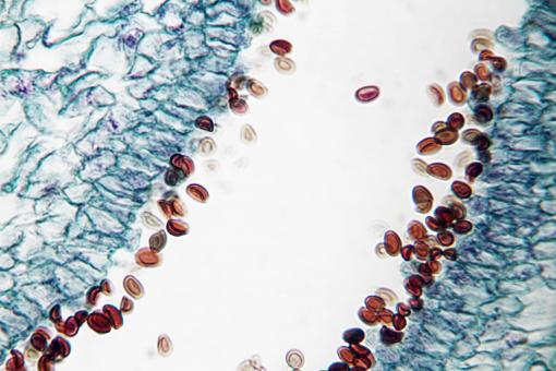 Free Stock Photo of Mushroom Spores Macro