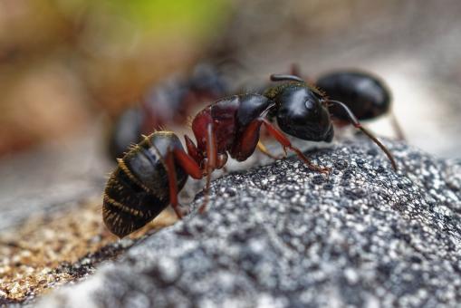 Free Stock Photo of Ants Close Up