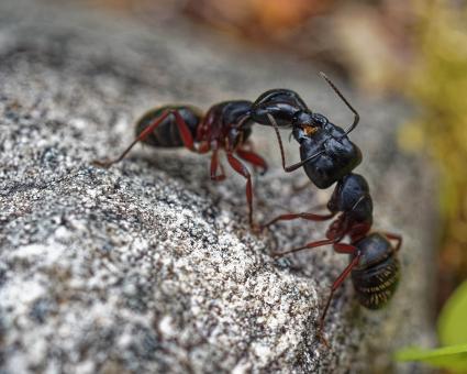 Free Stock Photo of Ants Fighting