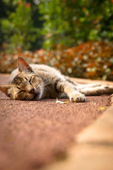 Free Stock Photo of Cat sleeping positions