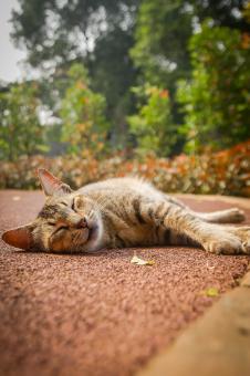 Free Stock Photo of Catnap