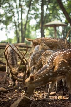 Free Stock Photo of Deer eating at zoo in the morning
