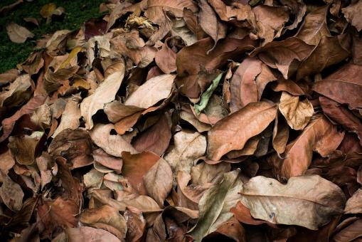 Free Stock Photo of Dry leaf litter