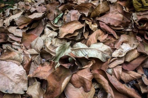 Free Stock Photo of Dry leaves litter