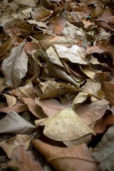 Free Stock Photo of Brown dry leaves background