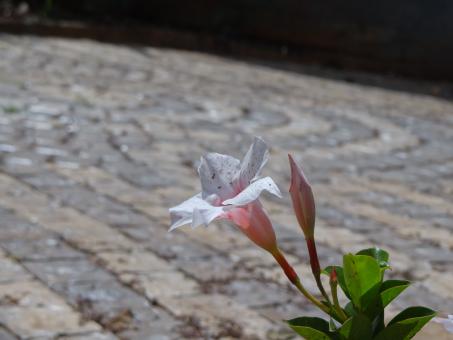 Free Stock Photo of Solitary Flower