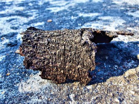 Free Stock Photo of Peace of Wooden Bark
