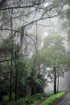 Free Stock Photo of Forest In Fog
