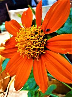 Free Stock Photo of Orange Marigold