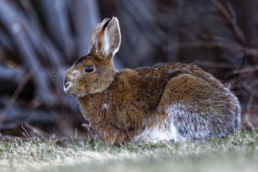 Free Stock Photo of Hare - Closeup