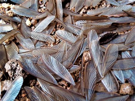 Free Stock Photo of Termites Wing