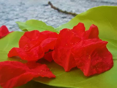 Free Stock Photo of Red Pomegranate Flower Petals
