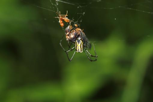 Free Stock Photo of A Closeup of a Spider
