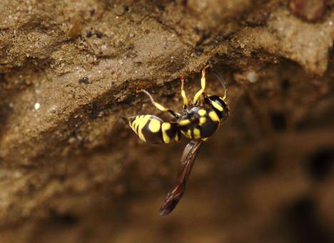 Free Stock Photo of Yellow Wasp