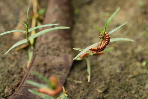 Free Stock Photo of Brownish Centipede Wrapped in a Plant