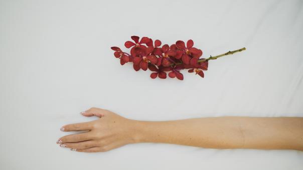 Free Stock Photo of Red Flowers and Woman's Hand