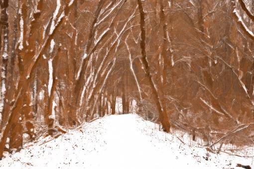 Free Stock Photo of Winter Forest Trail Strokes