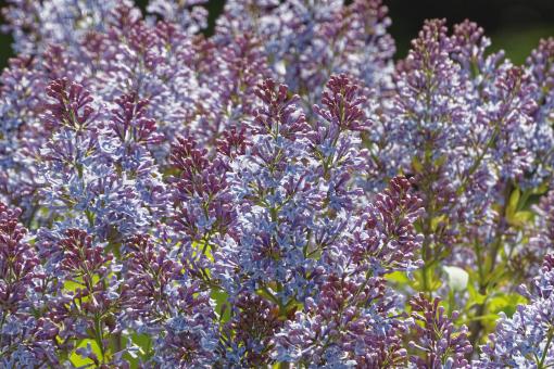 Free Stock Photo of Lilac Shrub