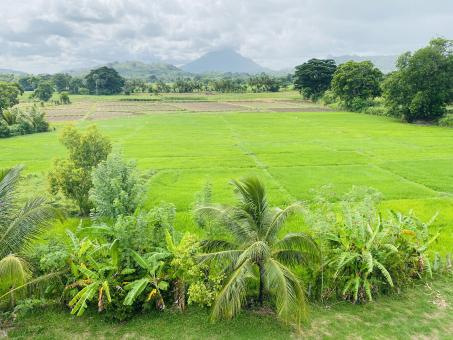 Free Stock Photo of Paddy field And Sunlight
