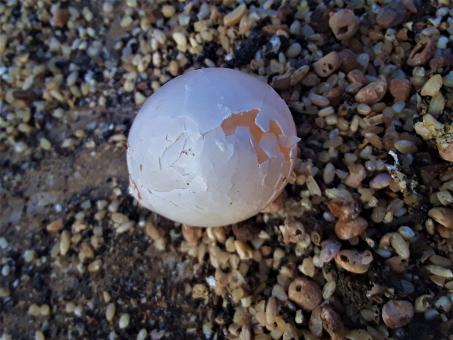Free Stock Photo of Smashed Egg