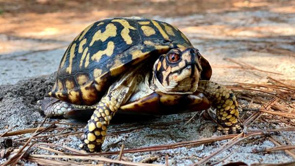 Free Stock Photo of Box Turtle