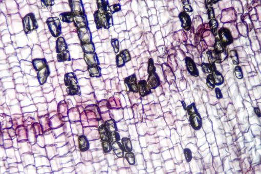Free Stock Photo of Cork Cells